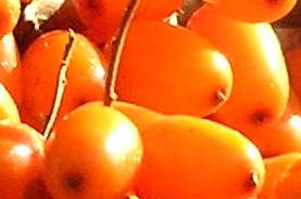 Powder Sea Buckthorn