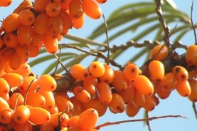 Sea Buckthorn Capsules